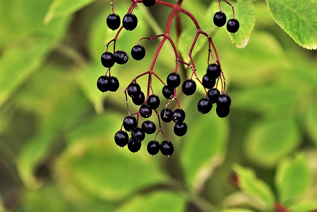 czarny bez
