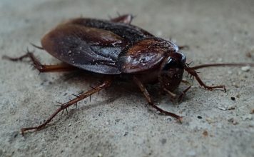 jak wygląda karaluch