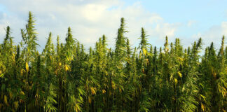 Ile tak naprawdę kosztują nasiona marihuany