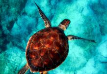 Ile kosztuje powłoka hydrofobowa?