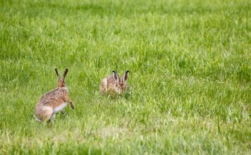 Jak wymienić lampę przednią w Nissan Note?