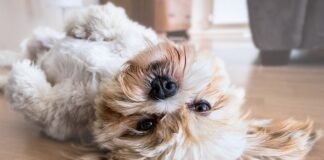 Na co najczęściej chorują shih tzu?