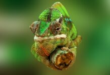 Czy można podawać zwierzętom ludzkie leki?