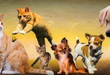 Jak długo żyją psy rasy shih tzu?