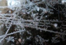 Czy można mrozić surowe podgrzybki?