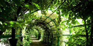 Co lepsze pergola czy markiza?