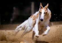 Jakie rasy psów się strzyże?