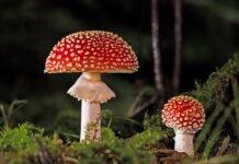 Co zrobić z zebranymi grzybami?