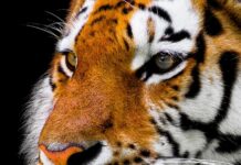 Czy obcięte wąsy u psa odrosną?